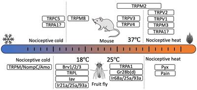 Functional relationship between peripheral thermosensation and behavioral thermoregulation